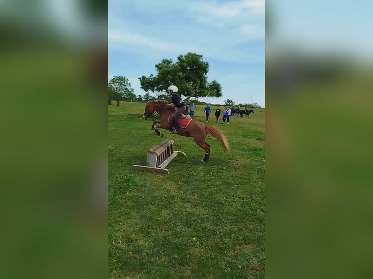 Plus de poneys/petits chevaux Jument 13 Ans 127 cm Alezan in Vair-sur-Loire