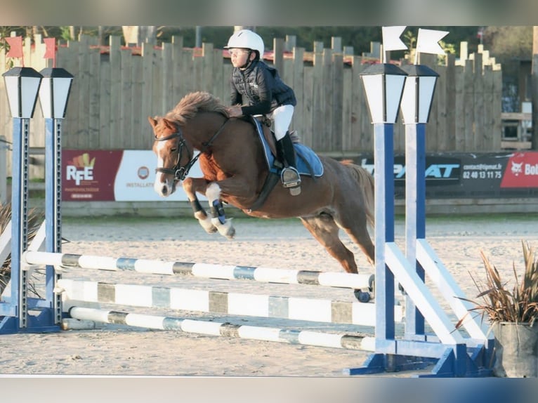 Plus de poneys/petits chevaux Jument 13 Ans 127 cm Alezan in Vair-sur-Loire
