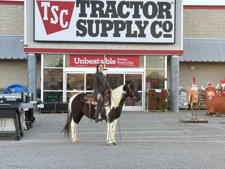 Plus de poneys/petits chevaux Jument 13 Ans 130 cm Pinto in Henderson