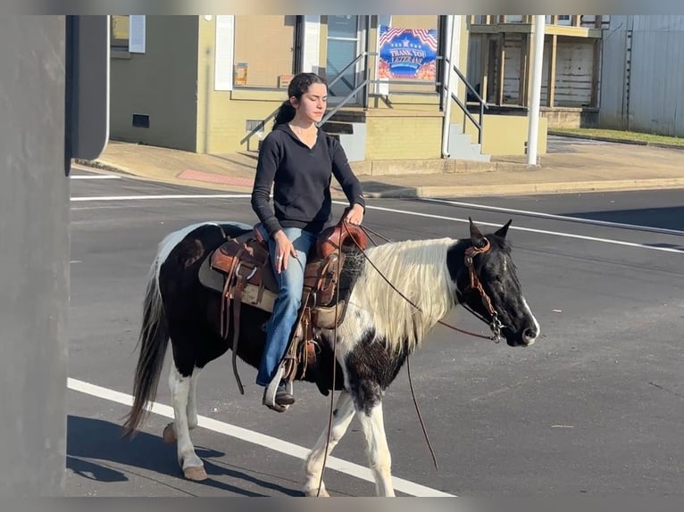 Plus de poneys/petits chevaux Jument 13 Ans 130 cm Pinto in Henderson