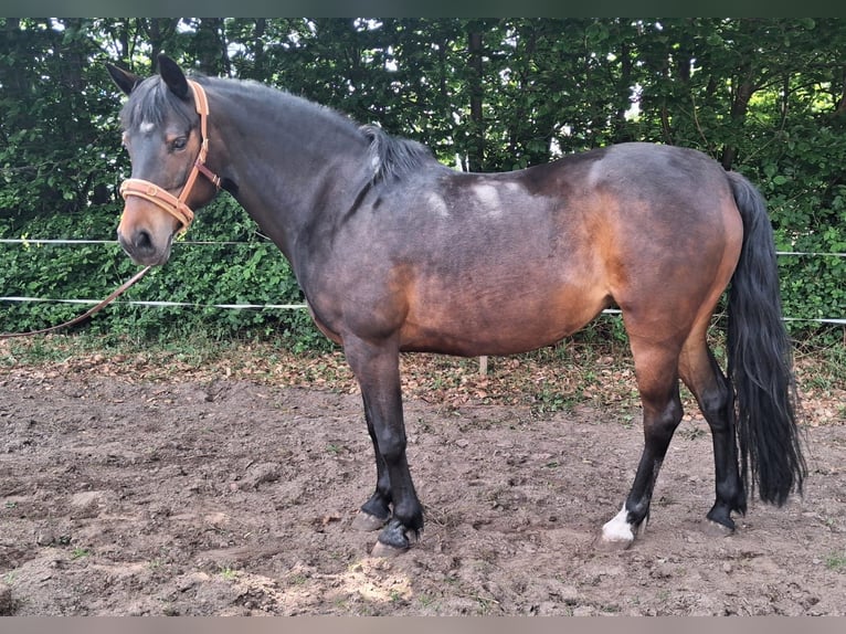 Plus de poneys/petits chevaux Croisé Jument 13 Ans 135 cm  in Barßel