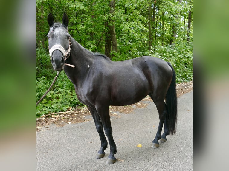 Plus de poneys/petits chevaux Jument 13 Ans 140 cm Noir in Wemding