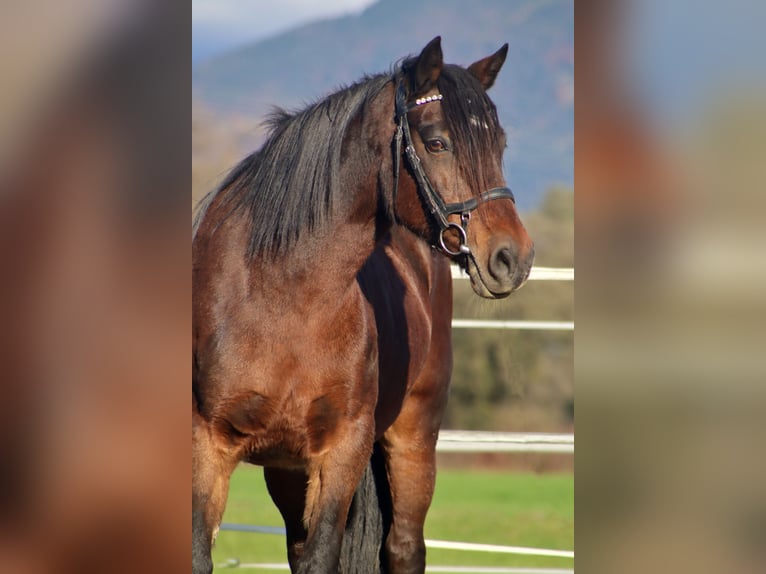 Plus de poneys/petits chevaux Jument 13 Ans 141 cm Bai in Kirchbichl