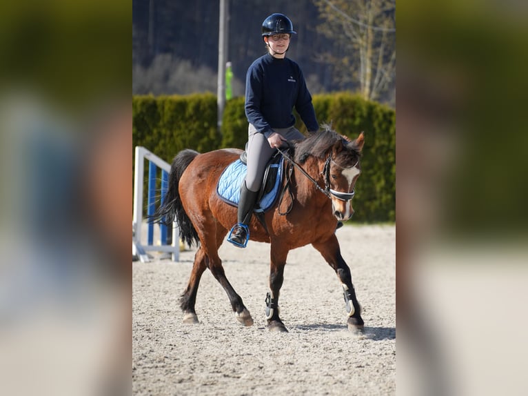 Plus de poneys/petits chevaux Jument 13 Ans 143 cm Bai in Weilers