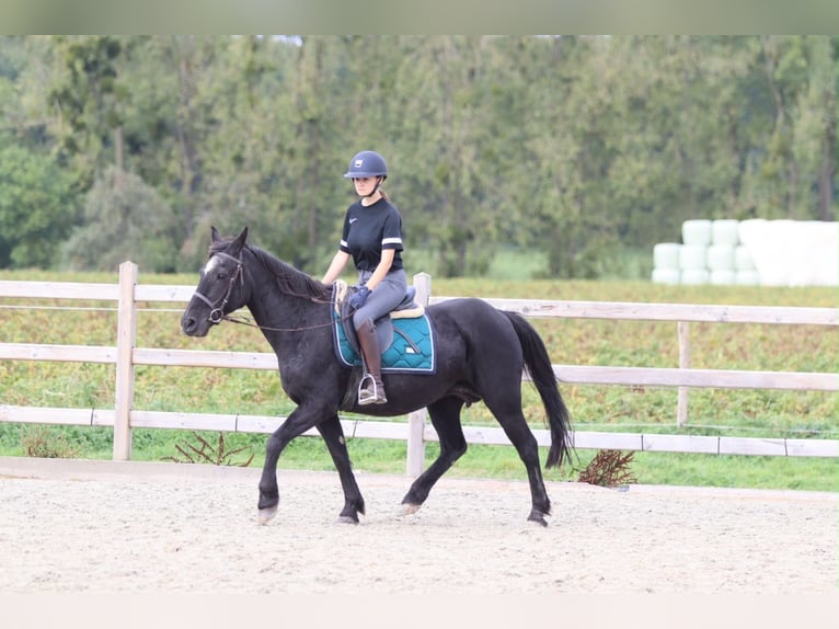 Plus de poneys/petits chevaux Jument 13 Ans 143 cm Noir in Pepingen