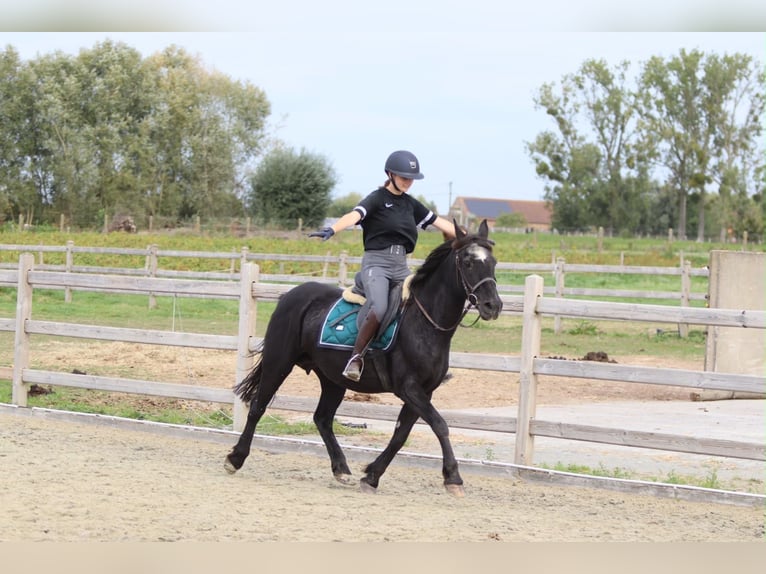 Plus de poneys/petits chevaux Jument 13 Ans 143 cm Noir in Pepingen