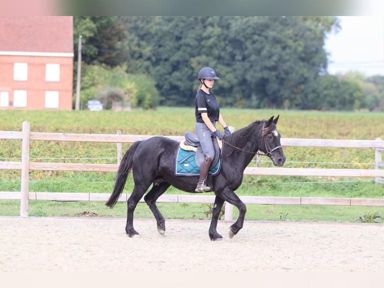 Plus de poneys/petits chevaux Jument 13 Ans 143 cm Noir in Pepingen