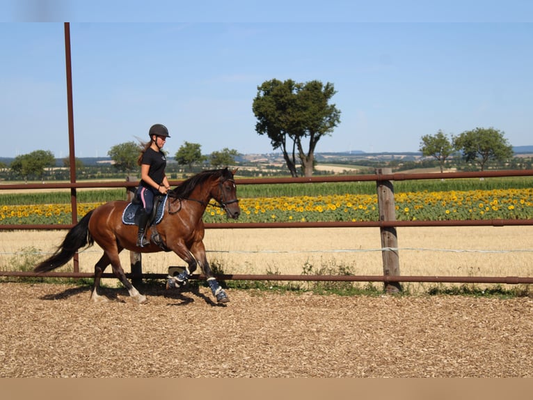 Plus de poneys/petits chevaux Croisé Jument 13 Ans 145 cm Bai in Hohenruppersdorf
