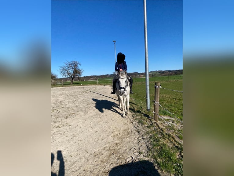 Plus de poneys/petits chevaux Jument 13 Ans 148 cm Gris in Schonstett