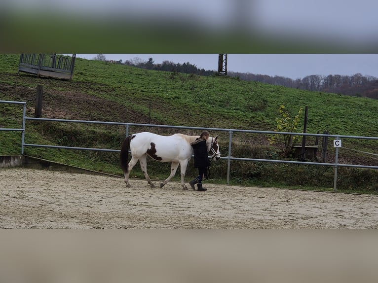Plus de poneys/petits chevaux Croisé Jument 13 Ans 148 cm Pinto in Kürten