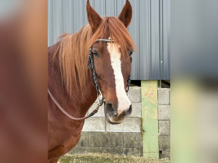 Plus de poneys/petits chevaux Jument 13 Ans 152 cm Alezan in Euskirchen
