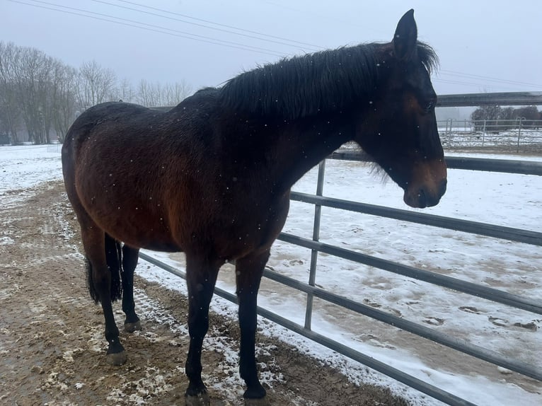Plus de poneys/petits chevaux Croisé Jument 13 Ans 153 cm Bai in Esslingen am Neckar