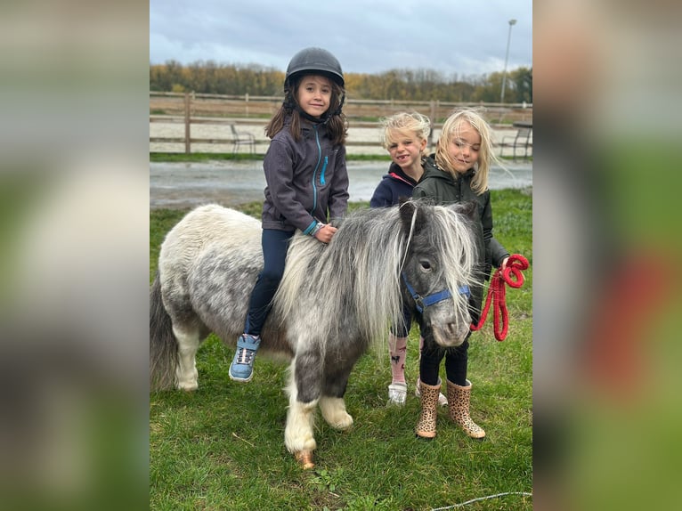Plus de poneys/petits chevaux Jument 13 Ans 85 cm Pinto in Bogaarden