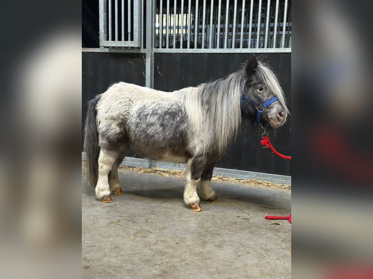 Plus de poneys/petits chevaux Jument 13 Ans 85 cm Pinto in Bogaarden
