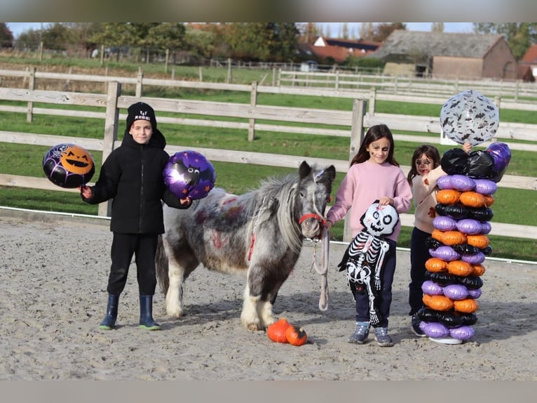 Plus de poneys/petits chevaux Jument 13 Ans 85 cm Pinto in Bogaarden