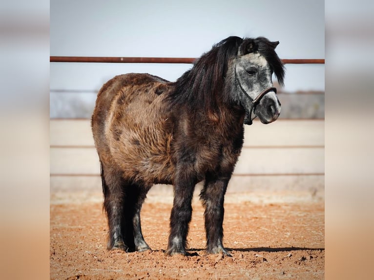 Plus de poneys/petits chevaux Jument 13 Ans 94 cm Noir in Cisco