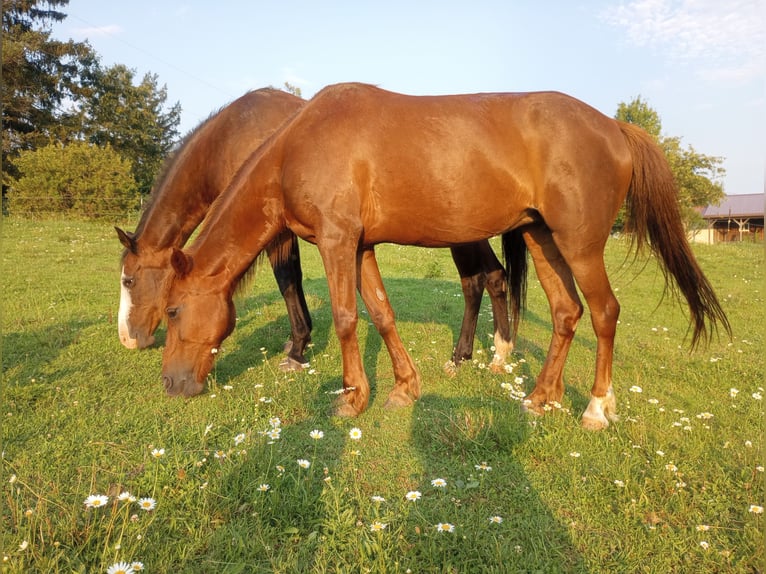 Plus de poneys/petits chevaux Jument 14 Ans 122 cm Alezan in Kittanning