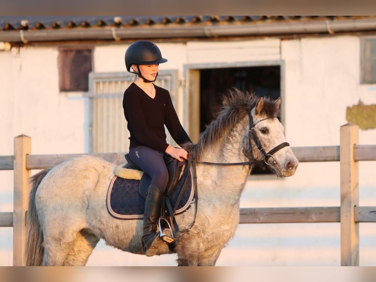 Plus de poneys/petits chevaux Jument 14 Ans 126 cm Léopard in Bogaarden