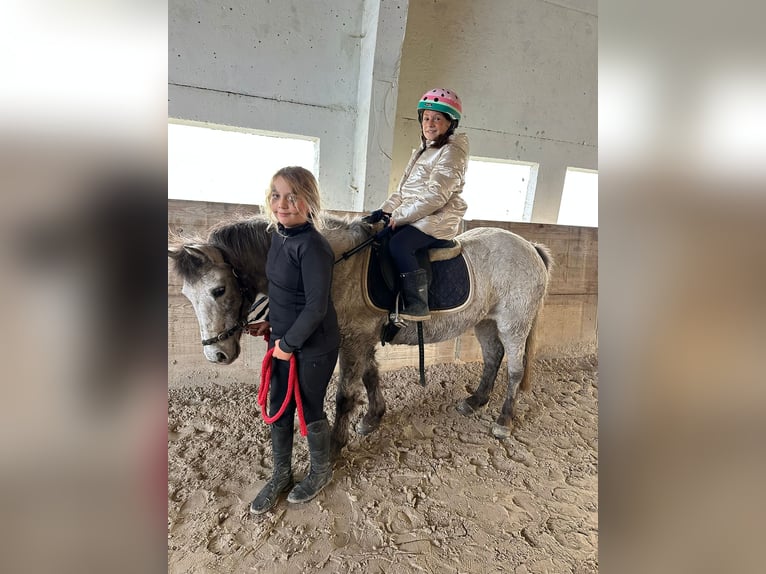 Plus de poneys/petits chevaux Jument 14 Ans 126 cm Léopard in Bogaarden