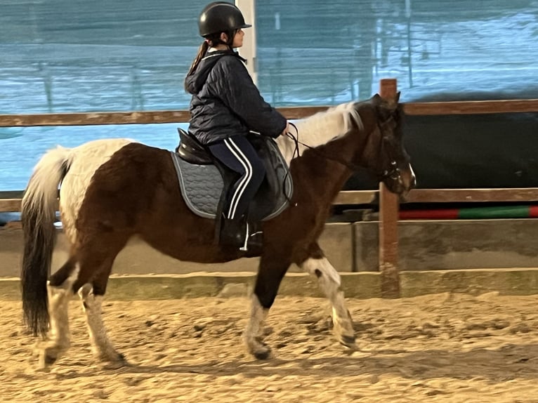 Plus de poneys/petits chevaux Jument 14 Ans 128 cm Pinto in Ursensollen