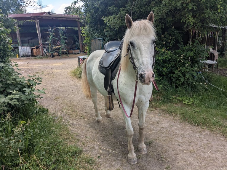 Plus de poneys/petits chevaux Croisé Jument 14 Ans 130 cm Léopard in Wiesloch