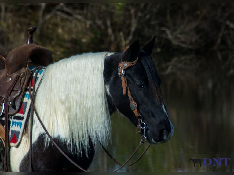 Plus de poneys/petits chevaux Jument 14 Ans 130 cm Pinto in Henderson
