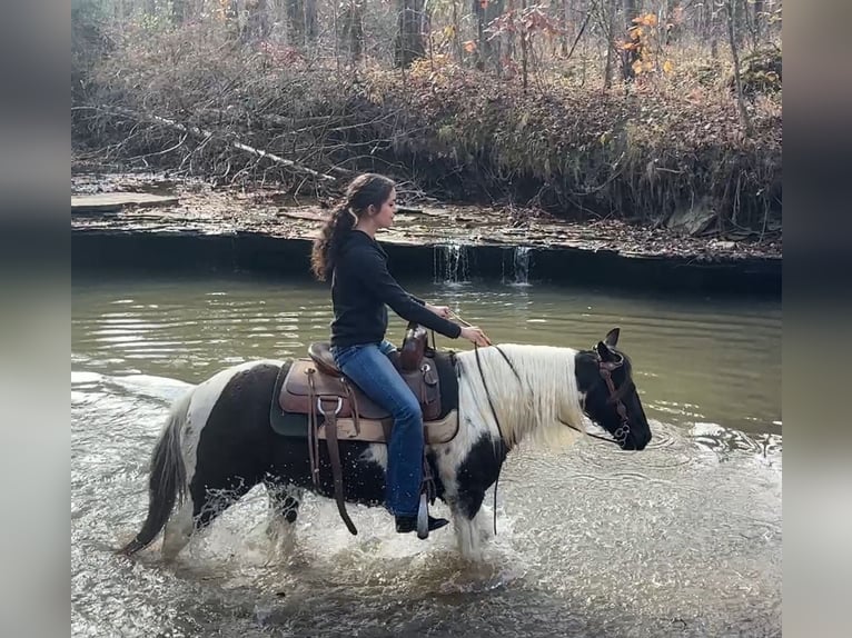 Plus de poneys/petits chevaux Jument 14 Ans 130 cm Pinto in Henderson