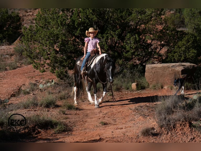 Plus de poneys/petits chevaux Jument 14 Ans 142 cm Pinto in Canyon