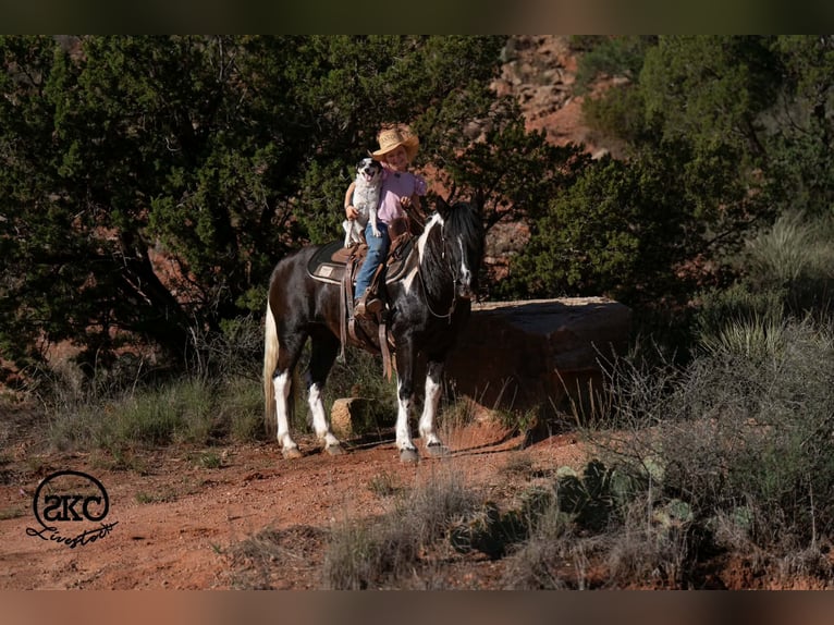 Plus de poneys/petits chevaux Jument 14 Ans 142 cm Pinto in Canyon