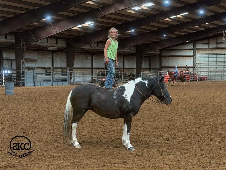 Plus de poneys/petits chevaux Jument 14 Ans 142 cm Pinto in Canyon
