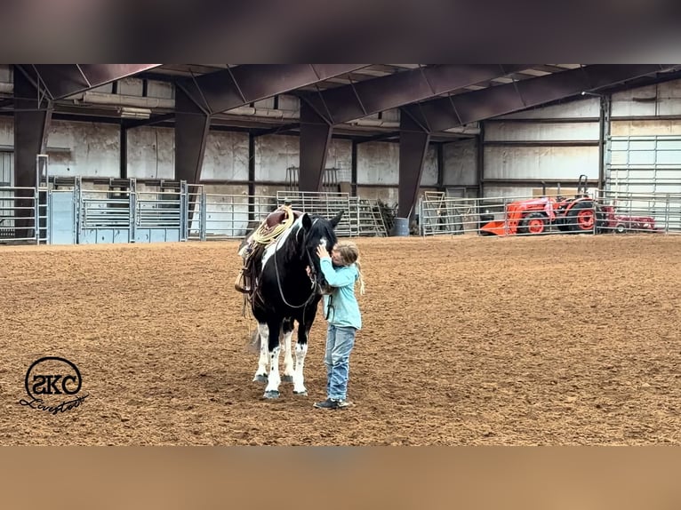 Plus de poneys/petits chevaux Jument 14 Ans 142 cm Pinto in Canyon