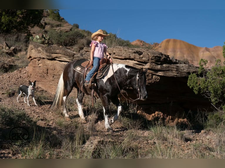 Plus de poneys/petits chevaux Jument 14 Ans 142 cm Pinto in Canyon