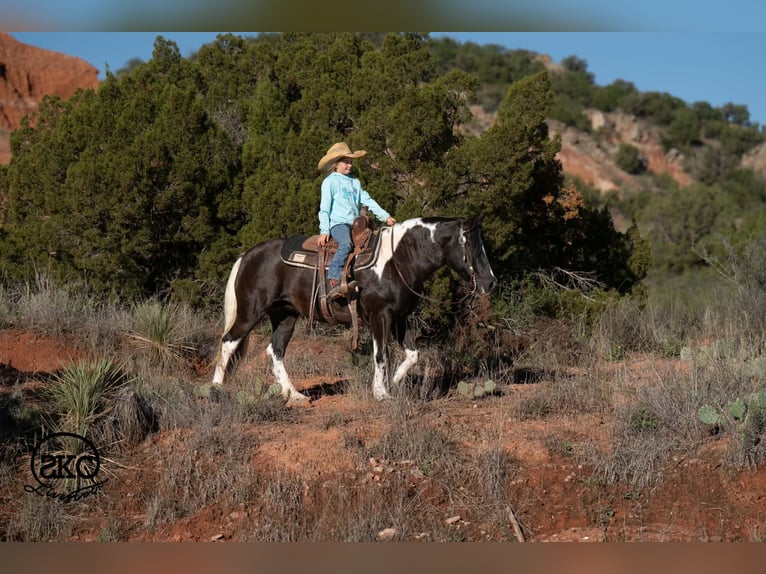Plus de poneys/petits chevaux Jument 14 Ans 142 cm Pinto in Canyon