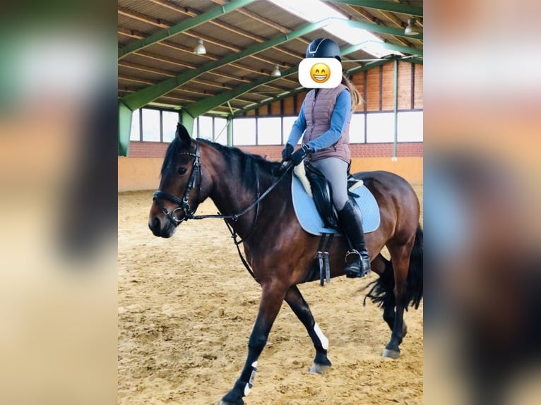 Plus de poneys/petits chevaux Jument 15 Ans 134 cm Bai brun in Etingen