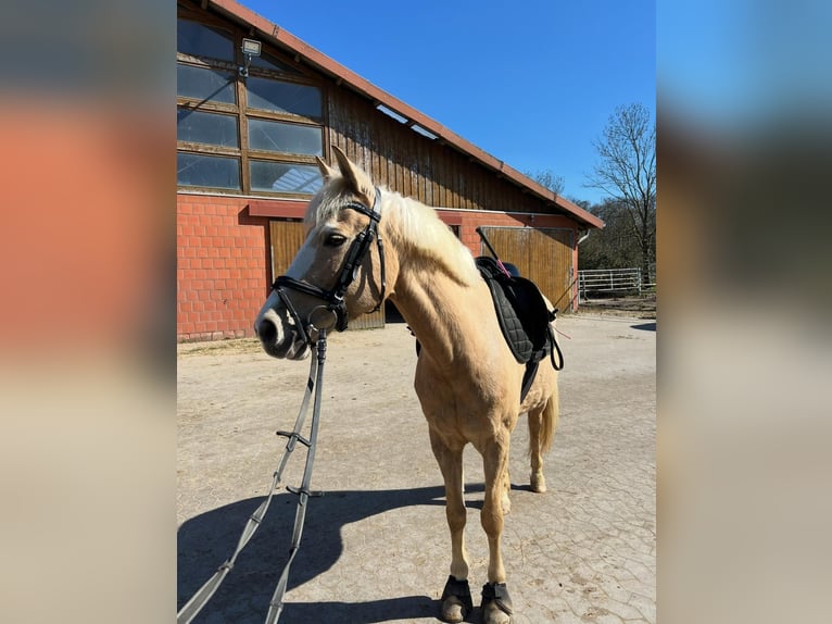 Plus de poneys/petits chevaux Jument 15 Ans 141 cm Palomino in Hannover