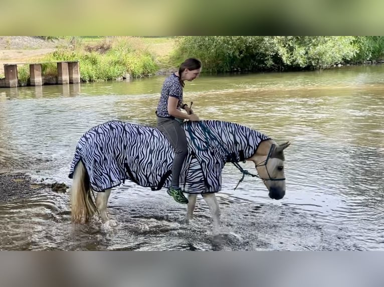 Plus de poneys/petits chevaux Croisé Jument 15 Ans 145 cm Pinto in Morschen