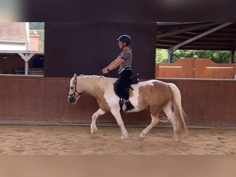 Plus de poneys/petits chevaux Croisé Jument 15 Ans 145 cm Pinto in Morschen