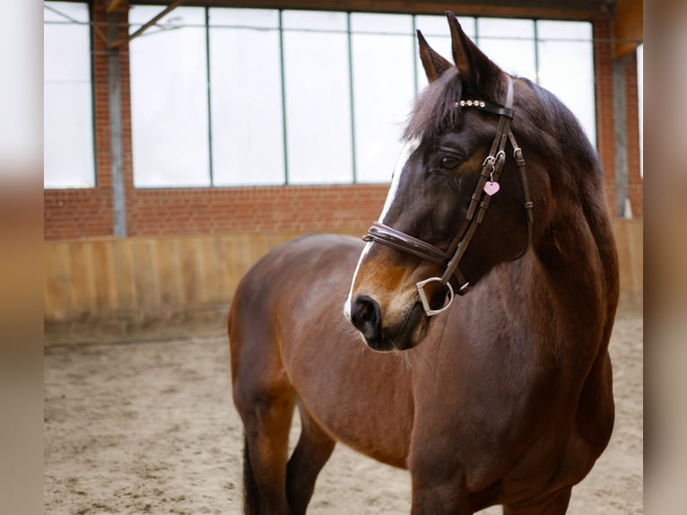 Plus de poneys/petits chevaux Jument 15 Ans 160 cm Bai brun in Ankum