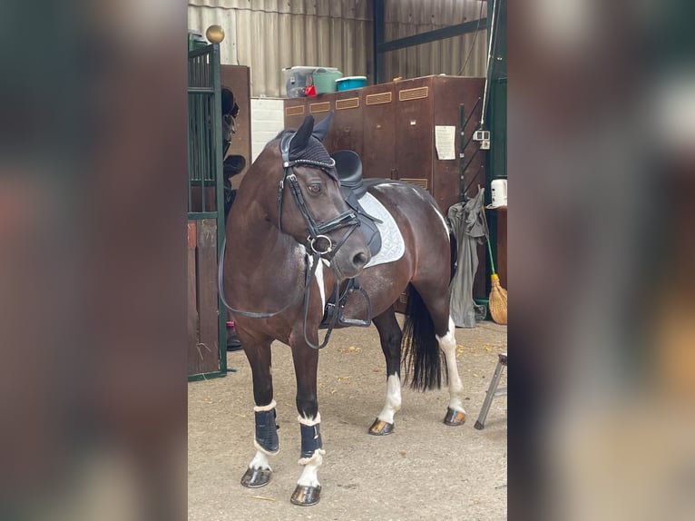 Plus de poneys/petits chevaux Jument 16 Ans 138 cm Noir in Krefeld