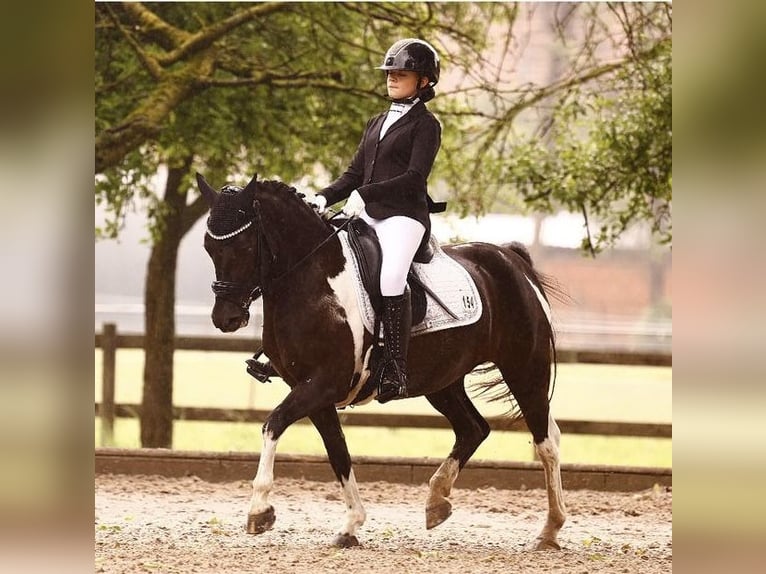 Plus de poneys/petits chevaux Jument 16 Ans 138 cm Noir in Krefeld