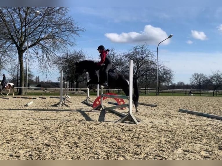 Plus de poneys/petits chevaux Jument 16 Ans 138 cm Noir in Krefeld