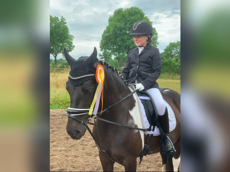 Plus de poneys/petits chevaux Jument 16 Ans 138 cm Noir in Krefeld