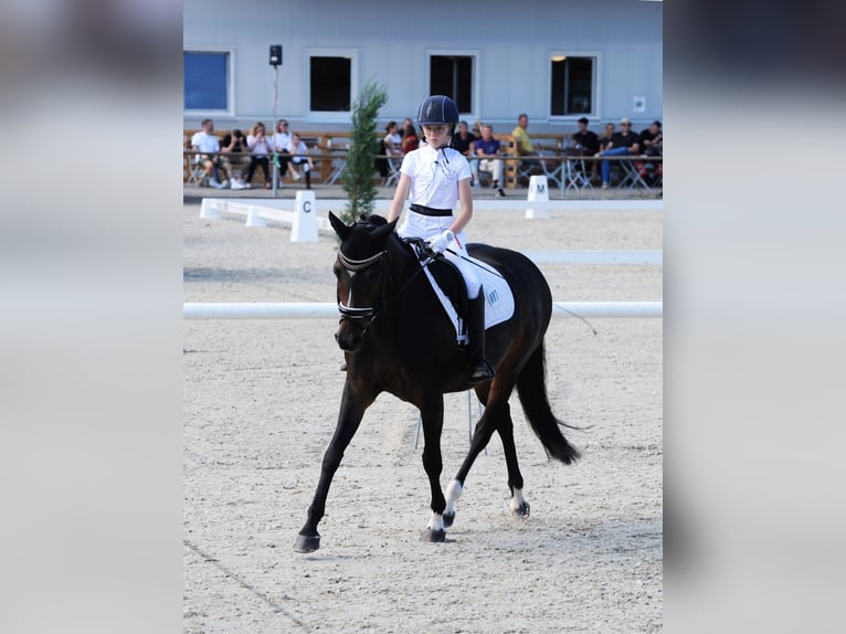 Plus de poneys/petits chevaux Jument 16 Ans 148 cm Bai brun in Meppen