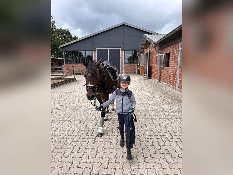 Plus de poneys/petits chevaux Jument 16 Ans 148 cm Bai brun in Meppen