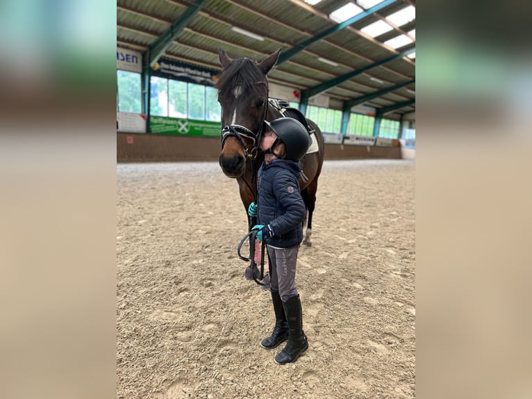 Plus de poneys/petits chevaux Jument 16 Ans 148 cm Bai brun in Meppen