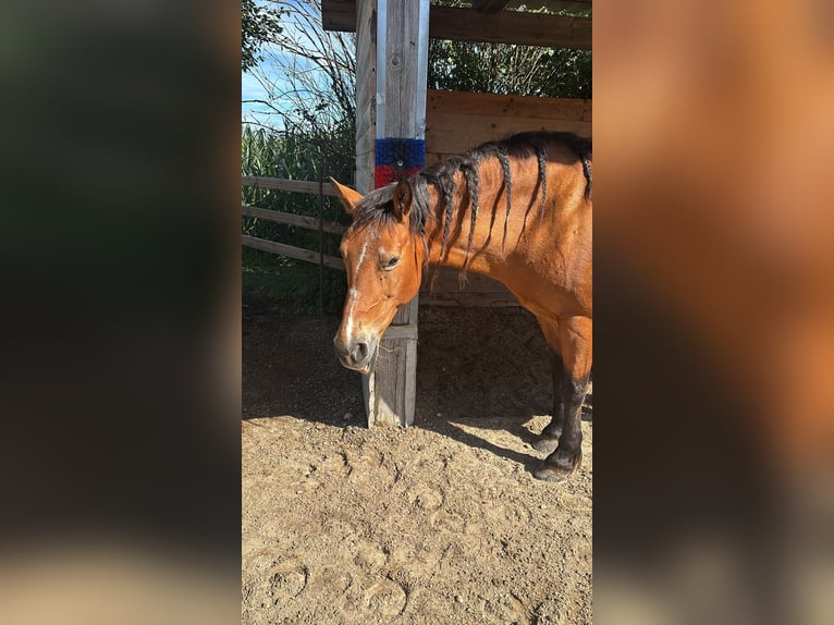 Plus de poneys/petits chevaux Croisé Jument 16 Ans 150 cm Bai cerise in Königsbrunn
