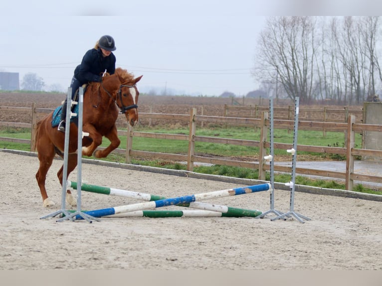 Plus de poneys/petits chevaux Jument 16 Ans 153 cm Alezan brûlé in Pepingen