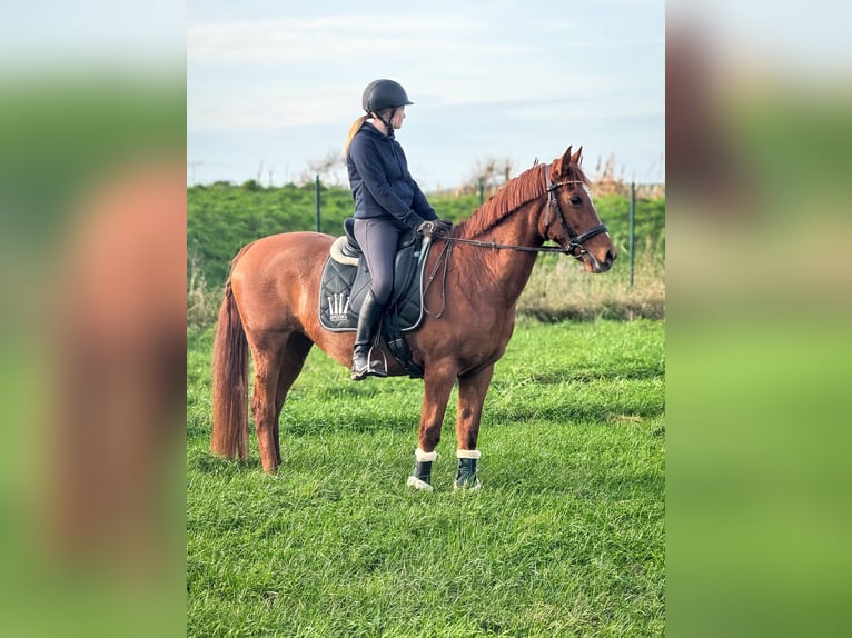 Plus de poneys/petits chevaux Jument 16 Ans 154 cm Alezan in W&#xFC;lperode