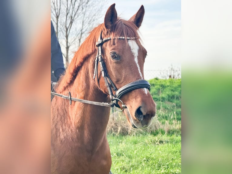 Plus de poneys/petits chevaux Jument 16 Ans 154 cm Alezan in W&#xFC;lperode