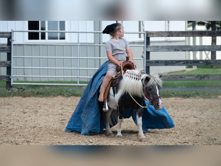 Plus de poneys/petits chevaux Jument 16 Ans 91 cm Pinto in Fredericksburg
